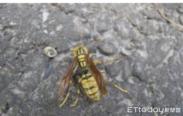 ▲苗栗縣頭屋鄉昨發生疑似虎頭蜂攻擊4位民眾事件，胡姓男子被螫傷20多處，出現無法呼吸、送醫插管治療中。（圖／記者楊永盛翻攝）