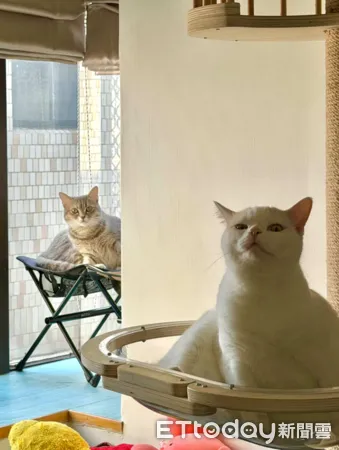 貓咪鬧失蹤，奴才哭找3小時結果在家。（圖／Threads@as47melissa）