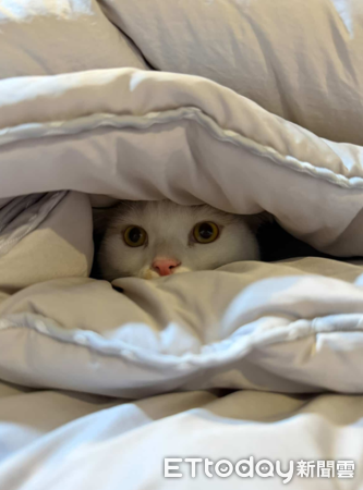 貓咪鬧失蹤，奴才哭找3小時結果在家。（圖／Threads@as47melissa）