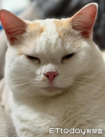 貓咪鬧失蹤，奴才哭找3小時結果在家。（圖／Threads@as47melissa）