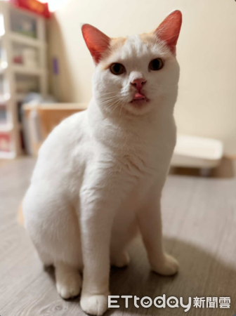 貓咪鬧失蹤，奴才哭找3小時結果在家。（圖／Threads@as47melissa）