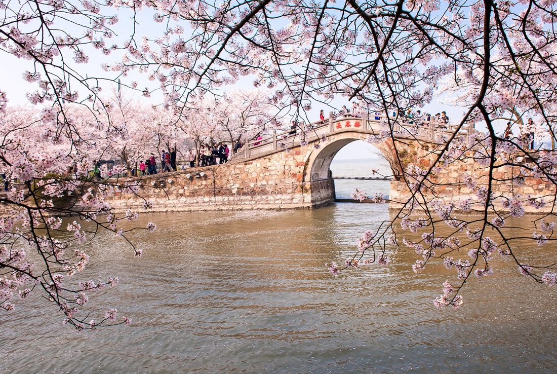 ▲▼ 春遊,賞花,旅遊,中國,鳳凰旅遊,花海,七逗旅遊網。（圖／鳳凰旅遊提供）