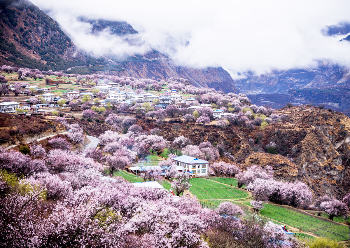 ▲▼ 春遊,賞花,旅遊,中國,鳳凰旅遊,花海,七逗旅遊網。（圖／鳳凰旅遊提供）