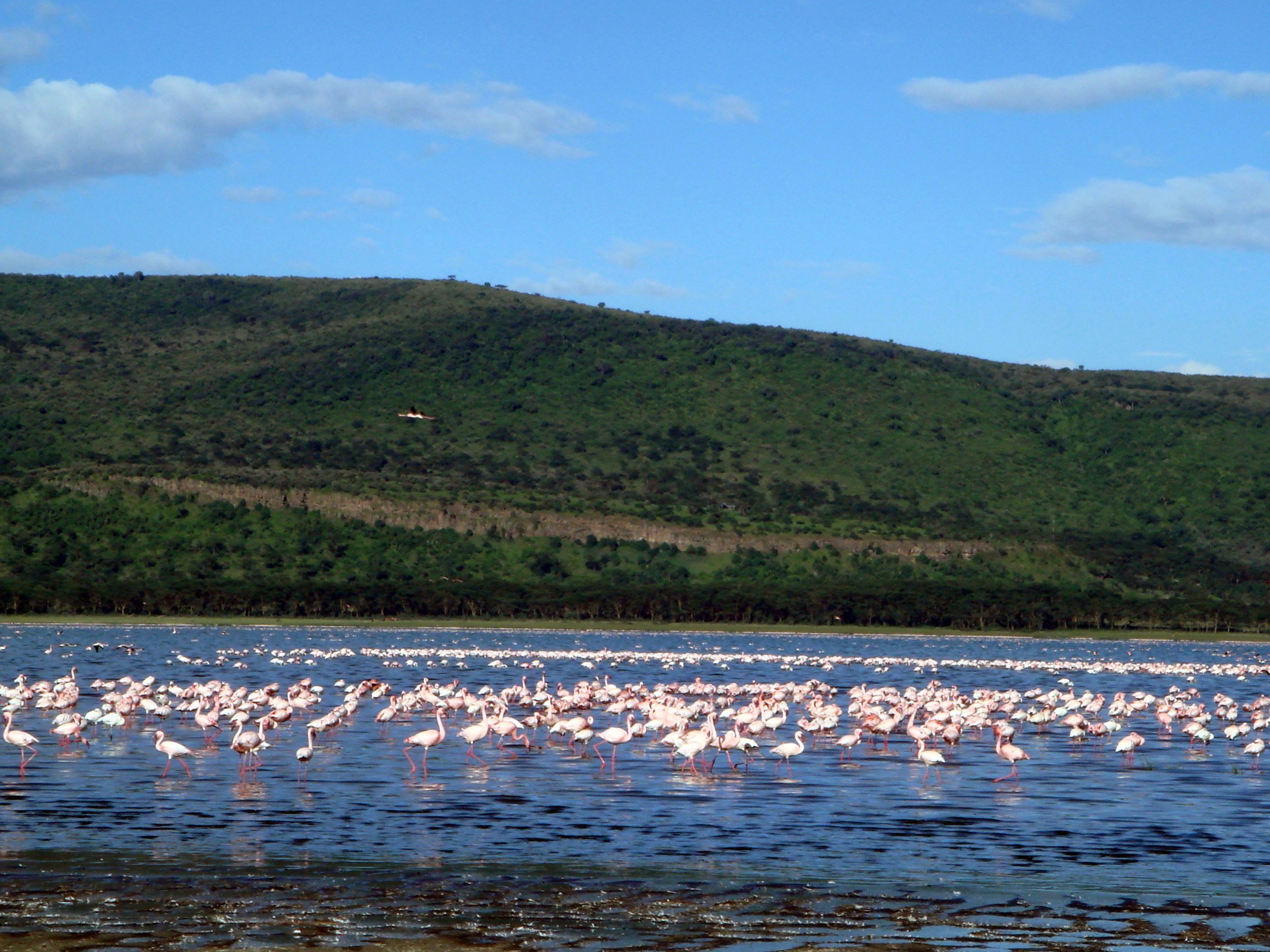 ▲▼肯亞,動物遷徙,馬賽馬拉,納庫魯湖,非洲野生,七逗旅遊網,鳳凰旅遊。（圖／鳳凰旅遊提供）