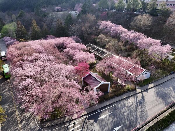 ▲武陵農場櫻花、梅花。（圖／翻攝自Facebook／武陵農場 ）