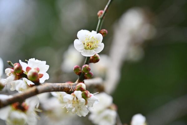 ▲武陵農場櫻花、梅花。（圖／翻攝自Facebook／武陵農場 ）