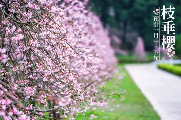 ▲「2026九族櫻花祭」將在1月31日至3月8日開跑。（圖／翻攝自Facebook／九族文化村）