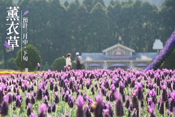 ▲「2026九族櫻花祭」將在1月31日至3月8日開跑。（圖／翻攝自Facebook／九族文化村）