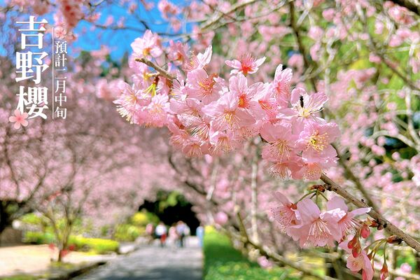 ▲「2026九族櫻花祭」將在1月31日至3月8日開跑。（圖／翻攝自Facebook／九族文化村）