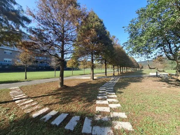 ▲貢寮環保公園,雙溪牡丹落羽松秘境。（圖／新北市觀旅局提供）