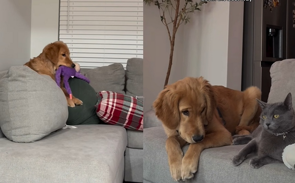 黃金獵犬和貓兄弟長大　對枕頭狂做1動作網笑翻：新品種大貓