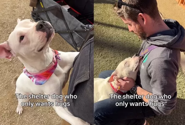 一見人就「暖笑討抱抱」　收容所白汪可愛模樣網融化：帶牠回家。（圖／翻攝自Instagram／theanimalfoundation）