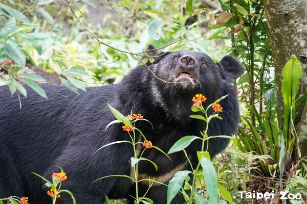 黑熊黑輪。（圖／台北市立動物園提供）