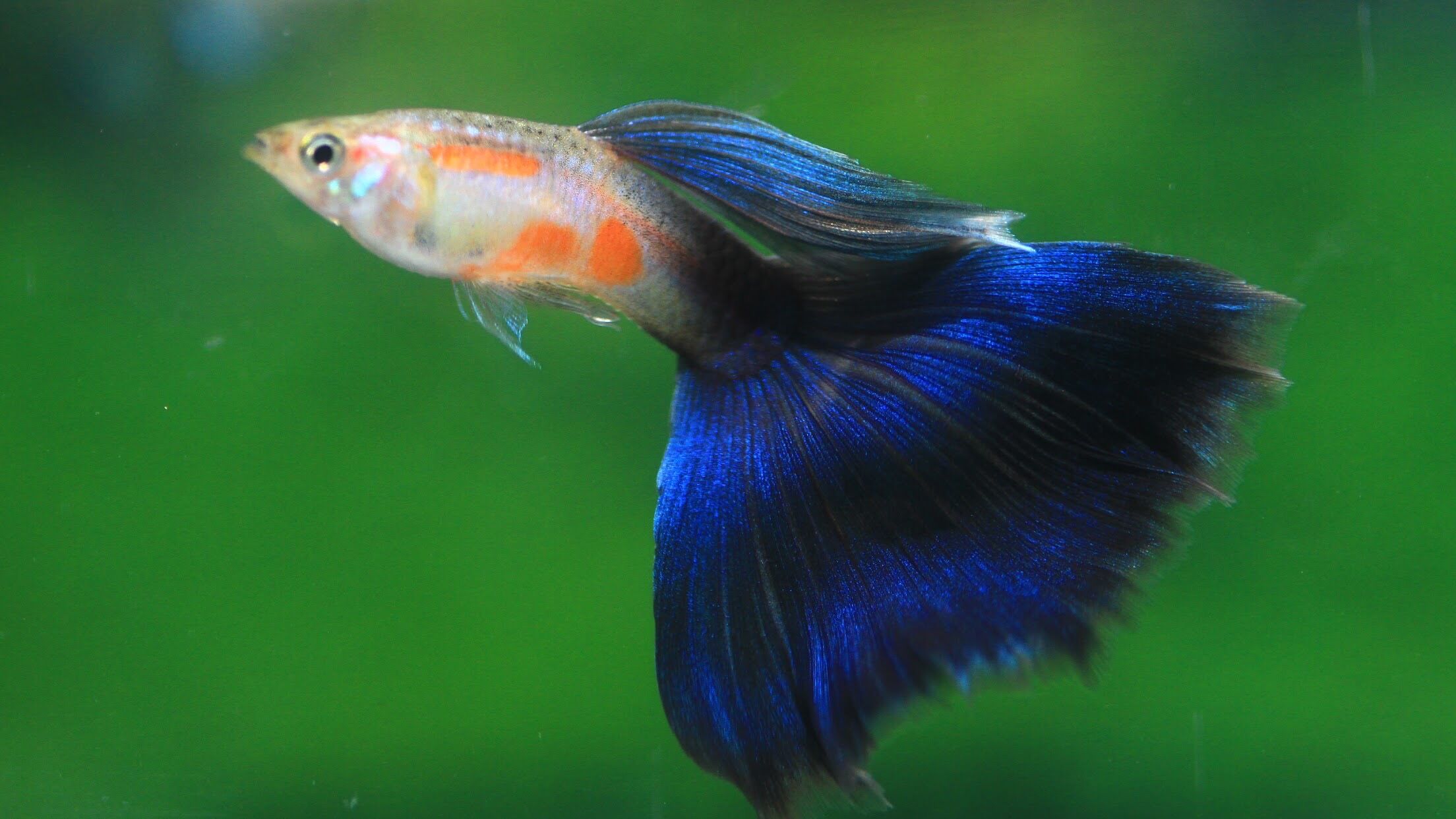 ▲新北定期檢疫免逐批送驗。（圖／新北市動保處提供）