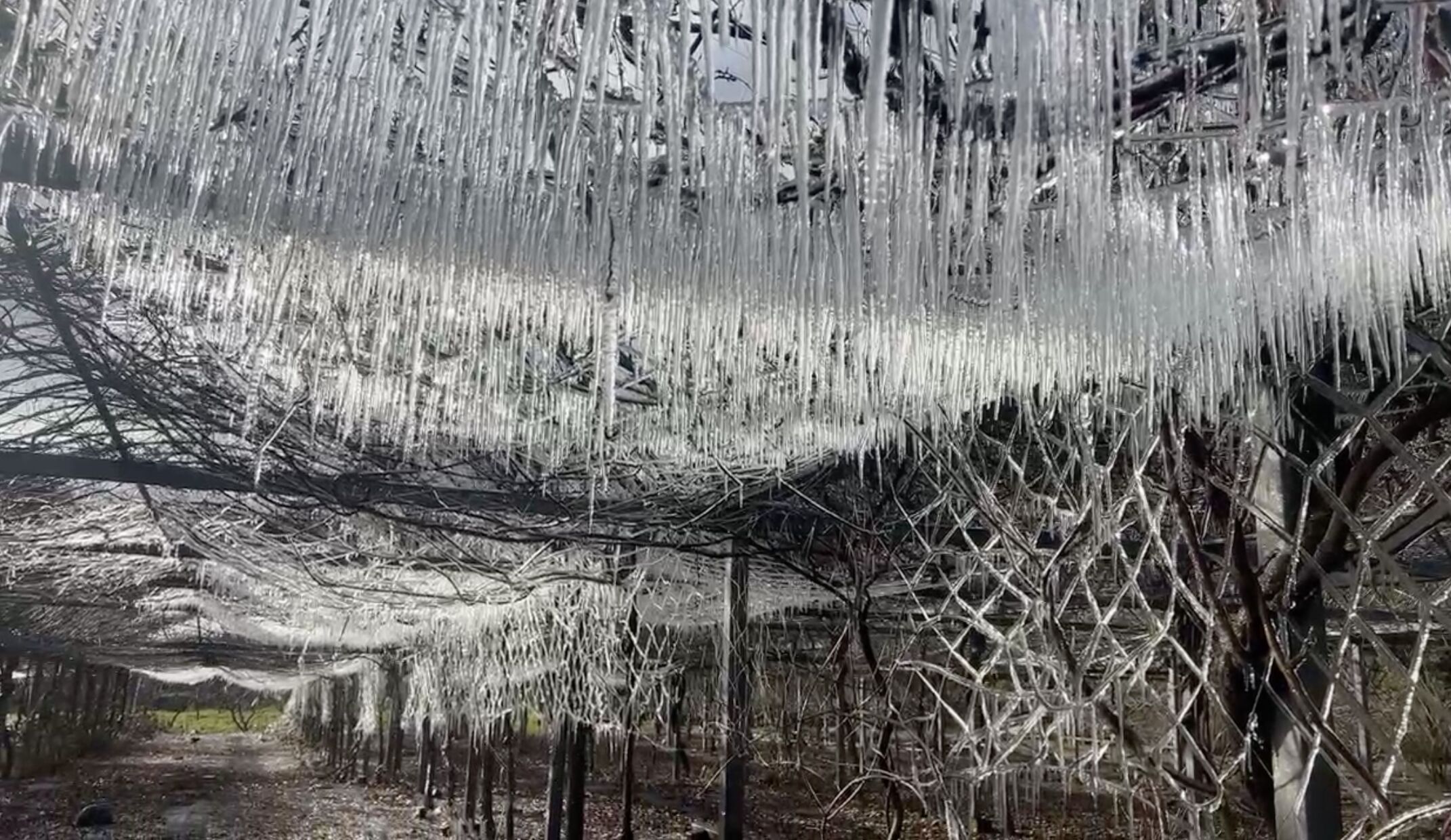 ▲武陵農場藤花園1/9冰宮樣貌。（圖／翻攝自Facebook／武陵農場）