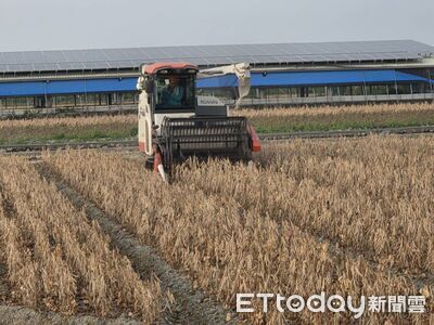 紅豆價止跌回穩！保價機制發揮效益　萬丹契作收購價48.5元