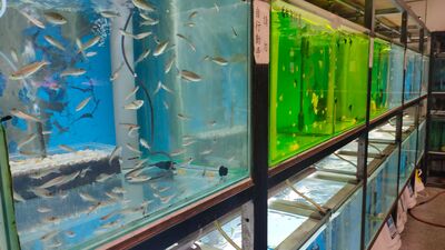 新北定期檢疫免逐批送驗　動保處助攻觀賞魚外銷市場