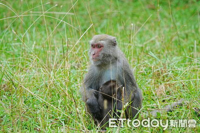 山椒魚、黃喉貂穿梭新中橫　玉管處、林保署、臺大簽MOU合作
