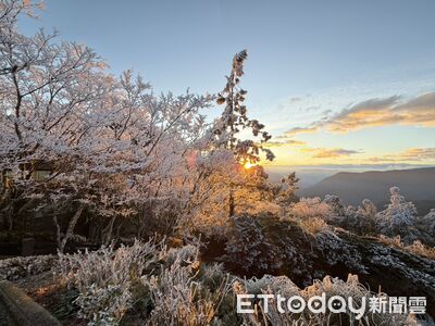 太平山降至0°C　霧淞雪白美景宛如仙境