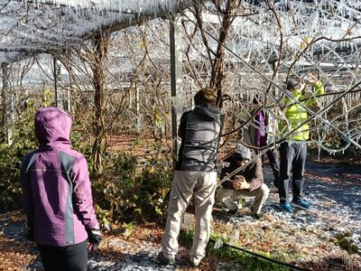 武陵農場藤花園再度化身「夢幻冰宮」
