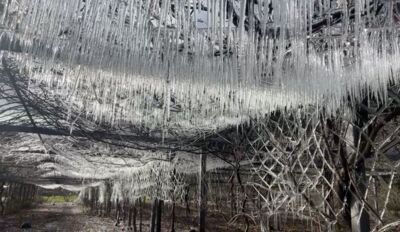 武陵農場藤花園再度化身「夢幻冰宮」