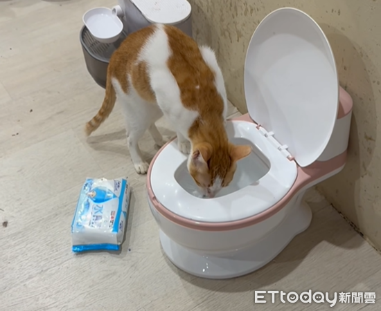 貓咪排隊狂飲馬桶水　奴才出招網笑：跟我女兒用的同款