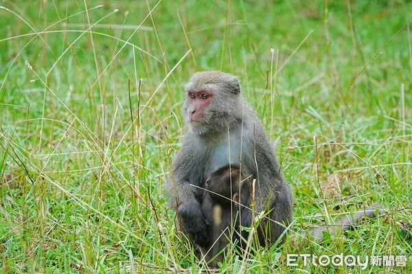 ▲照片5、為使臺灣獼猴維持自然行為並降低人獸衝突之機率，需要跨機關在經營管理工作上的努力及合作。（圖／林文傑攝、玉山國家公園管理處提供）