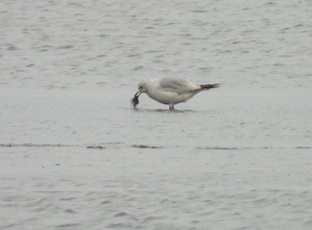 ▲與紅嘴鷗及裏海燕鷗混群的國際保育類易危鳥種遺鷗（左二），現身台南將軍鹽田，成為台灣第五筆紀錄，吸引鳥友關注。(林坤慧提供，下同)