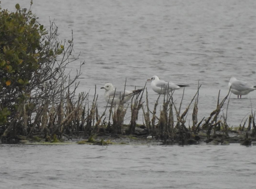 ▲與紅嘴鷗及裏海燕鷗混群的國際保育類易危鳥種遺鷗（左二），現身台南將軍鹽田，成為台灣第五筆紀錄，吸引鳥友關注。(林坤慧提供，下同)