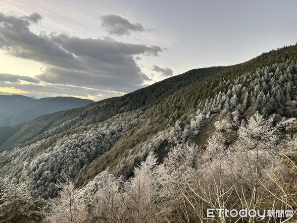 ▲▼太平山降至 0&deg;C 霧淞美景現身。（圖／太平山莊提供，下同）