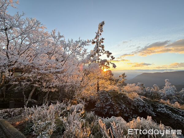 ▲▼太平山降至 0&deg;C 霧淞美景現身。（圖／太平山莊提供，下同）