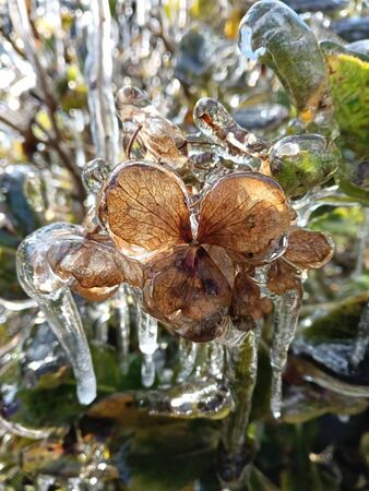 ▲武陵農場今（9日）凌晨12點氣溫降至零下1.4度，使得藤花園再次化身冰晶宮。（圖／武陵農場提供）