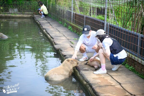 ▲▼桃園大溪親子景點「花鹿秘境李家摸蜆農場」，餵水豚君梅花鹿，還能釣魚超好玩。（圖／部落客滿分提供）