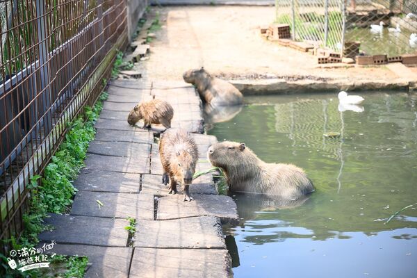 ▲▼桃園大溪親子景點「花鹿秘境李家摸蜆農場」，餵水豚君梅花鹿，還能釣魚超好玩。（圖／部落客滿分提供）