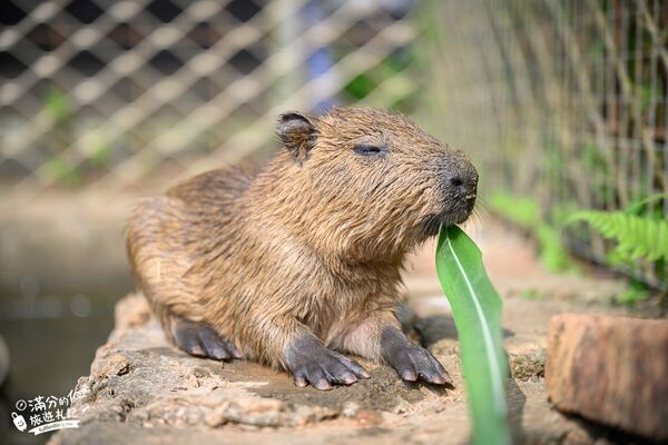 ▲▼桃園大溪親子景點「花鹿秘境李家摸蜆農場」，餵水豚君梅花鹿，還能釣魚超好玩。（圖／部落客滿分提供）