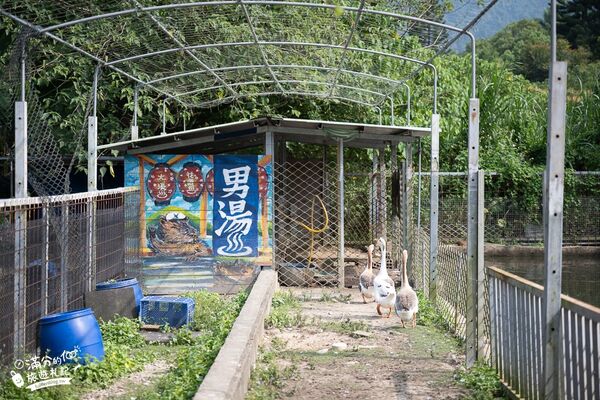 ▲▼桃園大溪親子景點「花鹿秘境李家摸蜆農場」，餵水豚君梅花鹿，還能釣魚超好玩。（圖／部落客滿分提供）