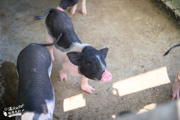 ▲▼桃園大溪親子景點「花鹿秘境李家摸蜆農場」，餵水豚君梅花鹿，還能釣魚超好玩。（圖／部落客滿分提供）