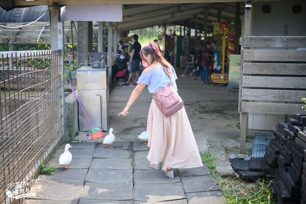 ▲▼桃園大溪親子景點「花鹿秘境李家摸蜆農場」，餵水豚君梅花鹿，還能釣魚超好玩。（圖／部落客滿分提供）