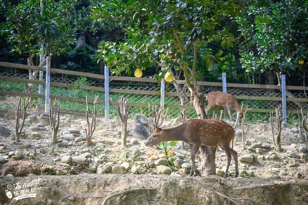 ▲▼桃園大溪親子景點「花鹿秘境李家摸蜆農場」，餵水豚君梅花鹿，還能釣魚超好玩。（圖／部落客滿分提供）