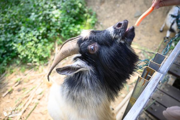 ▲▼桃園大溪親子景點「花鹿秘境李家摸蜆農場」，餵水豚君梅花鹿，還能釣魚超好玩。（圖／部落客滿分提供）