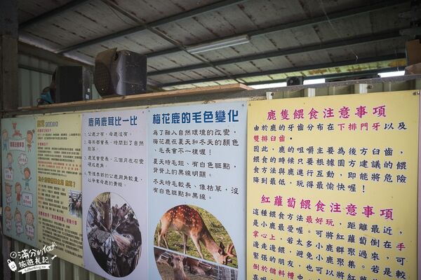 ▲▼桃園大溪親子景點「花鹿秘境李家摸蜆農場」，餵水豚君梅花鹿，還能釣魚超好玩。（圖／部落客滿分提供）