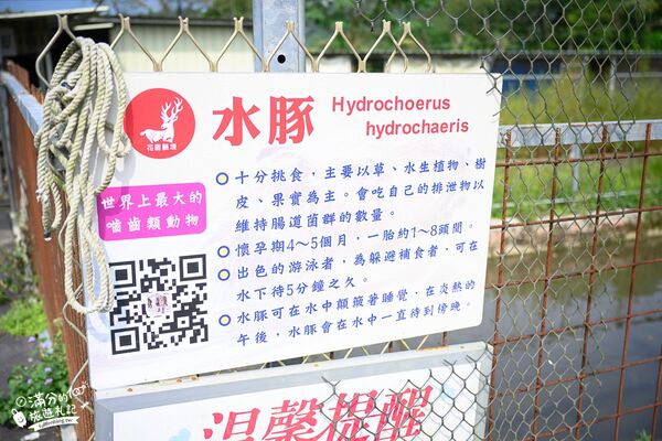 ▲▼桃園大溪親子景點「花鹿秘境李家摸蜆農場」，餵水豚君梅花鹿，還能釣魚超好玩。（圖／部落客滿分提供）