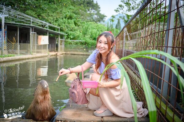 ▲▼桃園大溪親子景點「花鹿秘境李家摸蜆農場」，餵水豚君梅花鹿，還能釣魚超好玩。（圖／部落客滿分提供）