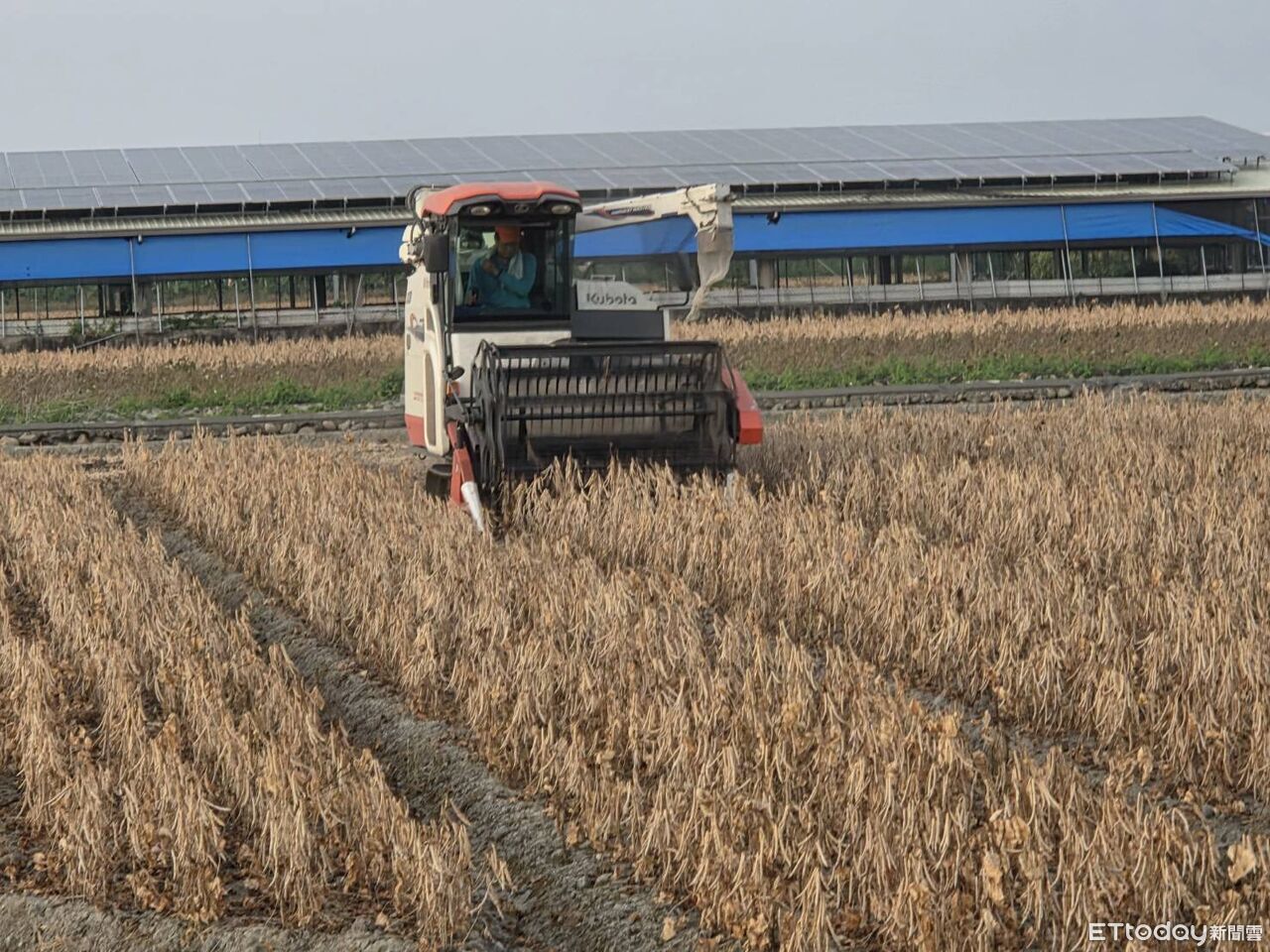 紅豆價止跌回穩!保價機制發揮效益 萬丹契作收購價48.5元