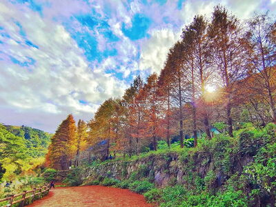 封園兩年終於重啟！陽明山永公路落羽松