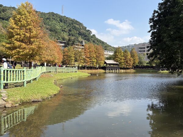 ▲士林官邸與原住民文化主題公園的落羽松變色。（圖／翻攝自Facebook／公園新花漾）