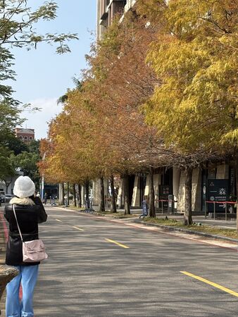 ▲士林官邸與原住民文化主題公園的落羽松變色。（圖／翻攝自Facebook／公園新花漾）