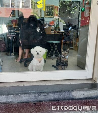 ▲。（圖／有點毛毛的／臉書粉專「狗奴腸腸遇到貓」）