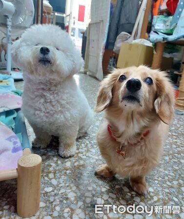 ▲。（圖／有點毛毛的／臉書粉專「狗奴腸腸遇到貓」）