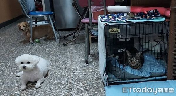 ▲。（圖／有點毛毛的／臉書粉專「狗奴腸腸遇到貓」）